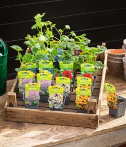 Bio Stauden-Set Bunter Landhausgarten, 12-teilig