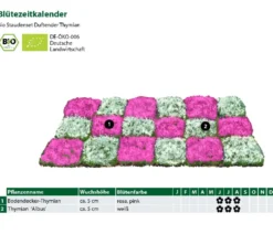 Bio Stauden-Set Duftender Thymian, 18-teilig