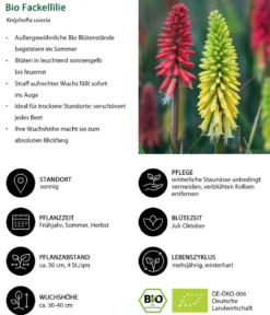 Bio Stauden-Set Feuerwerk im Garten, 24-teilig
