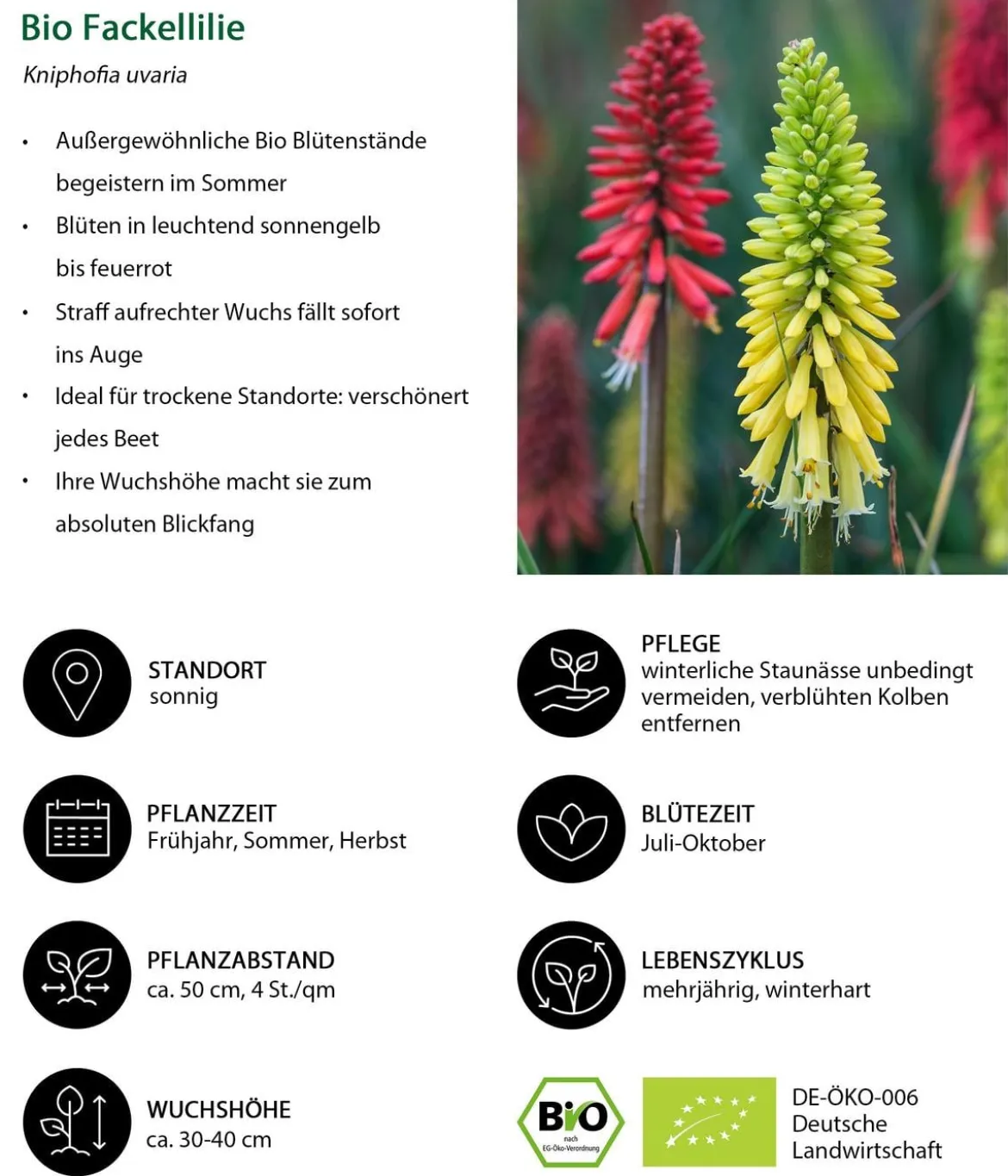 Bio Stauden-Set Feuerwerk im Garten, 24-teilig