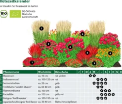 Bio Stauden-Set Feuerwerk im Garten, 24-teilig