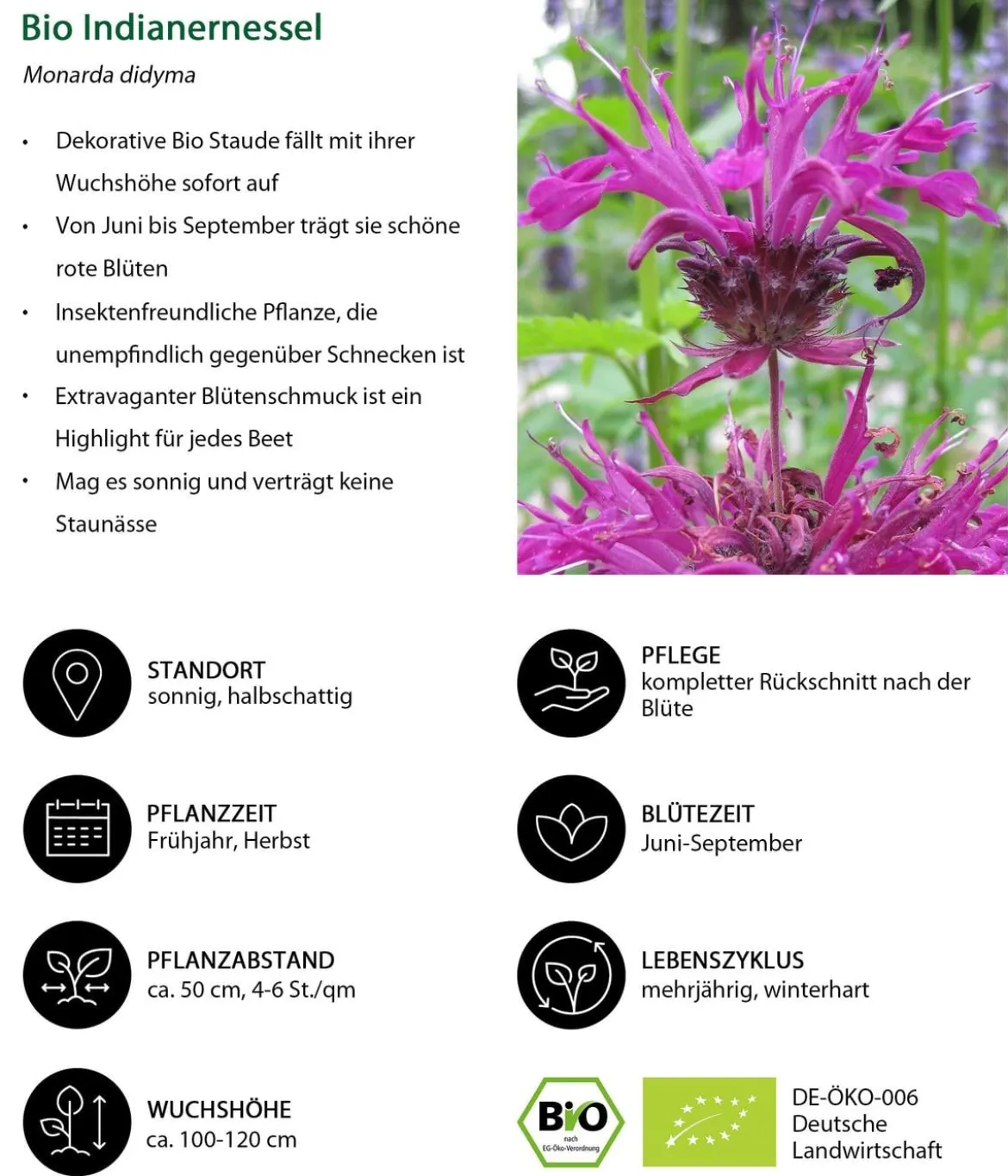 Bio Stauden-Set Feuerwerk im Garten, 24-teilig