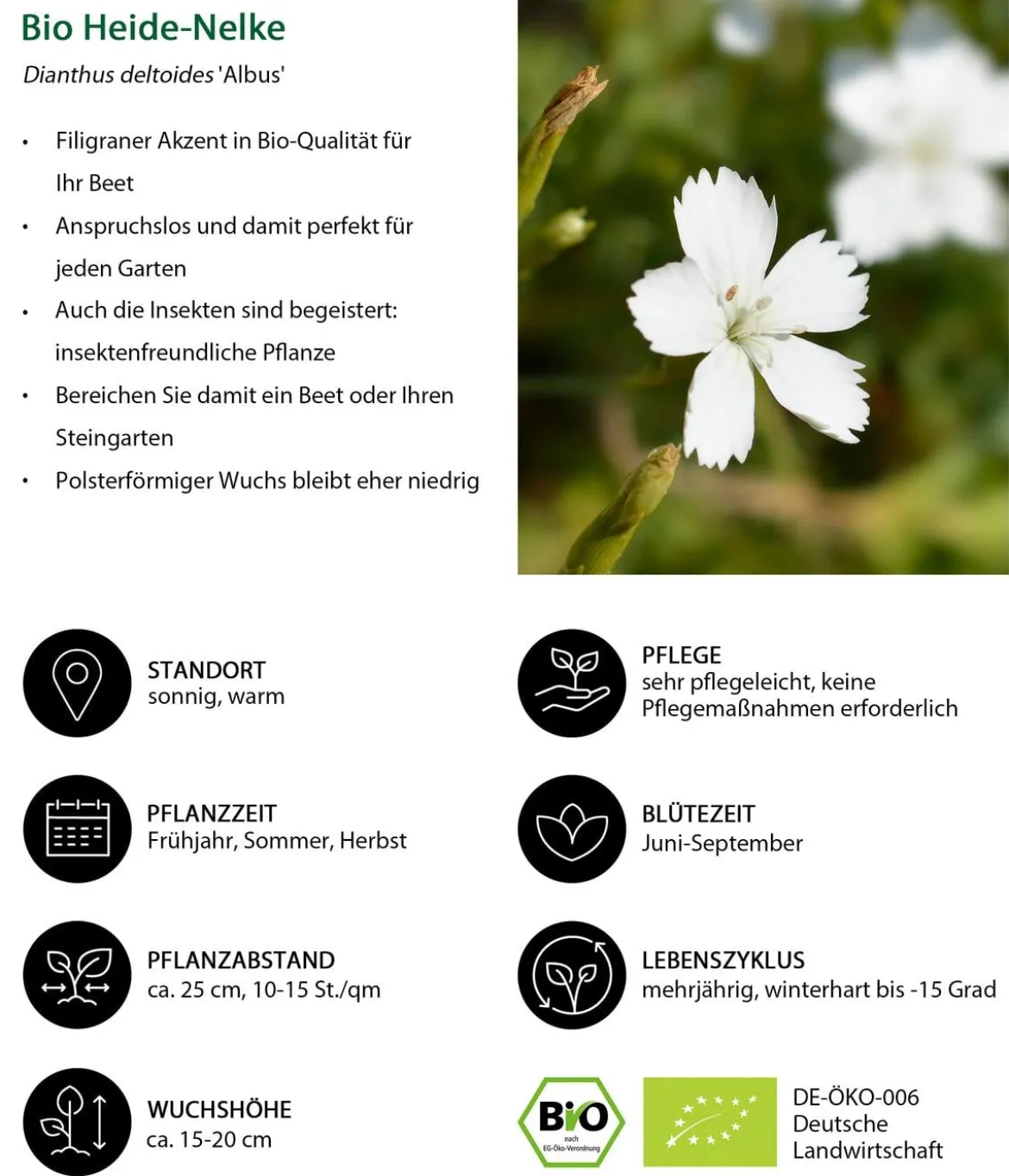 Bio Stauden-Set Großer Alpengarten, 24-teilig