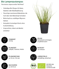 Bio Stauden-Set Großes Gräser-Beet, 24-teilig