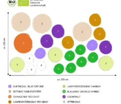 Bio Stauden-Set Großes Gräser-Beet, 24-teilig