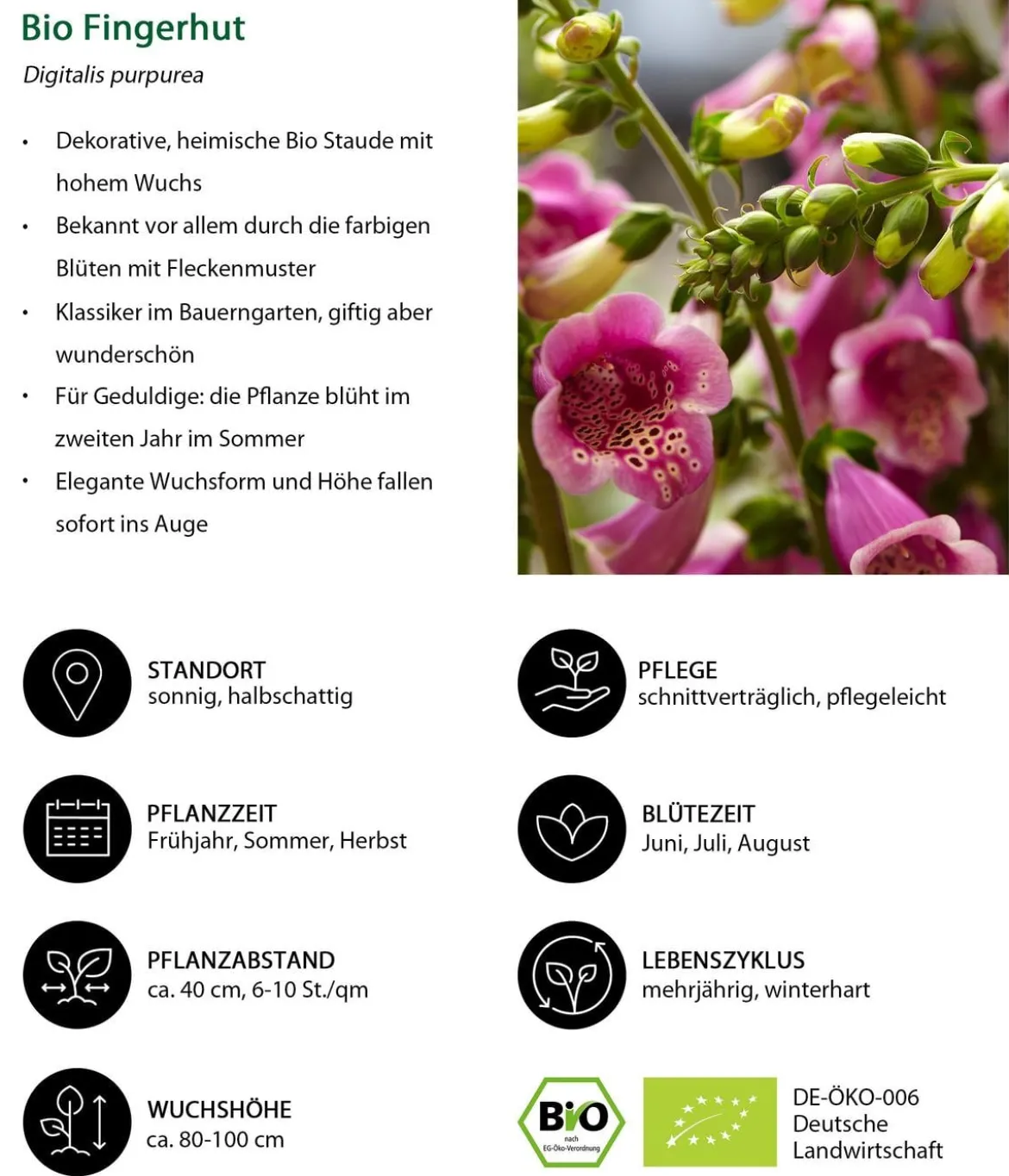 Bio Stauden-Set Romantischer Garten, 12-teilig