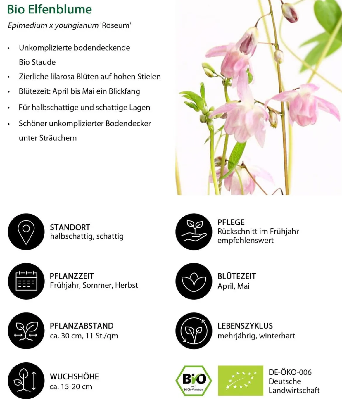 Bio Stauden-Set Schattengarten Rote Akzente, 12-teilig