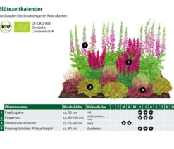 Bio Stauden-Set Schattengarten Rote Akzente, 12-teilig