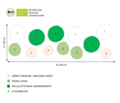 Bio Stauden-Set Schattengarten Weiße Akzente, 12-teilig