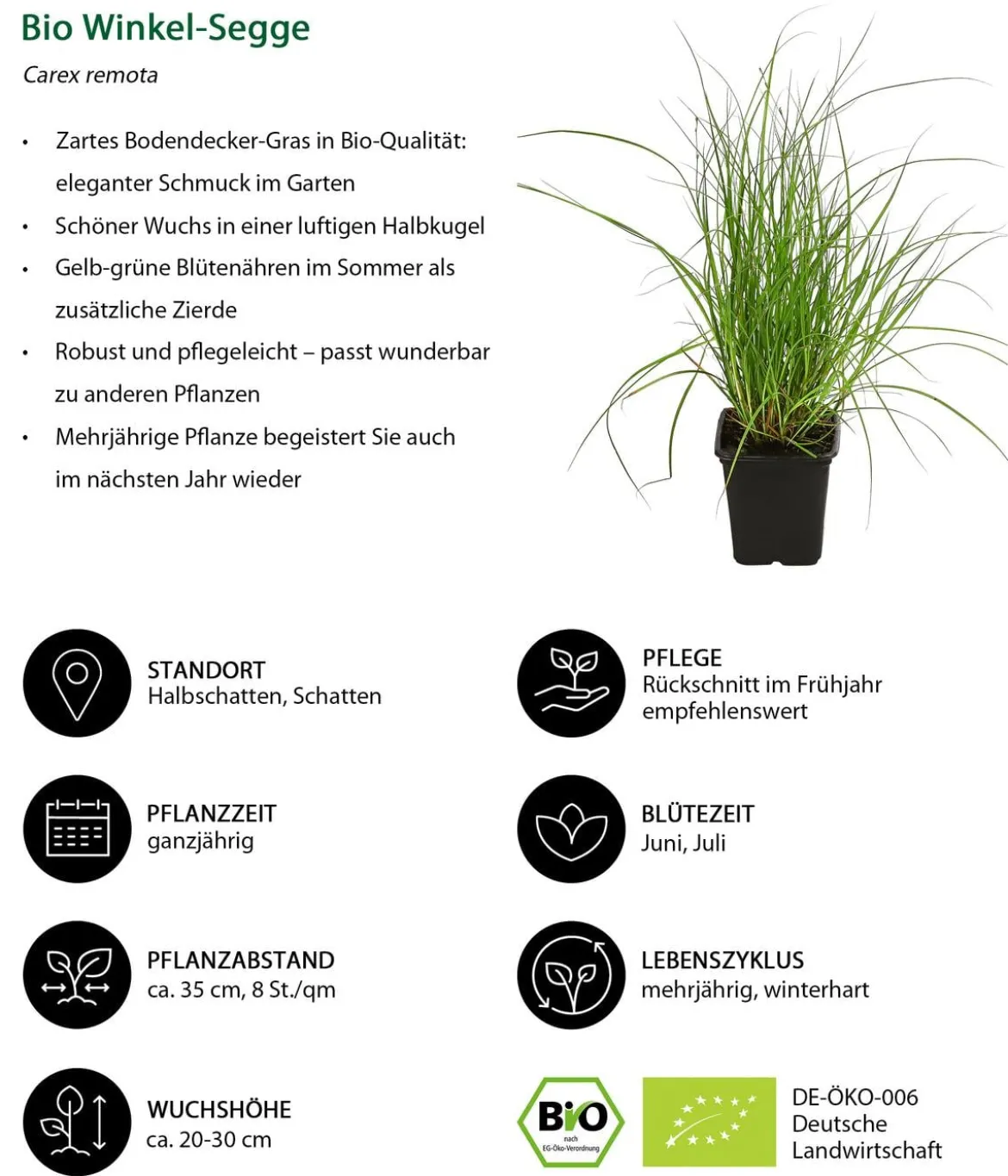 Bio Stauden-Set Schattengarten, 12-teilig