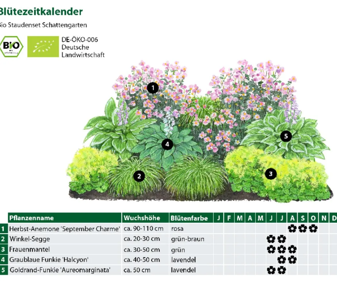 Bio Stauden-Set Schattengarten, 12-teilig