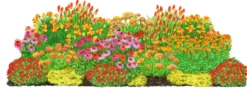 Bio Stauden-Set Sommer in Orange, 24-teilig