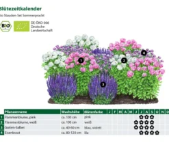 Bio Stauden-Set Sommerpracht, 12-teilig