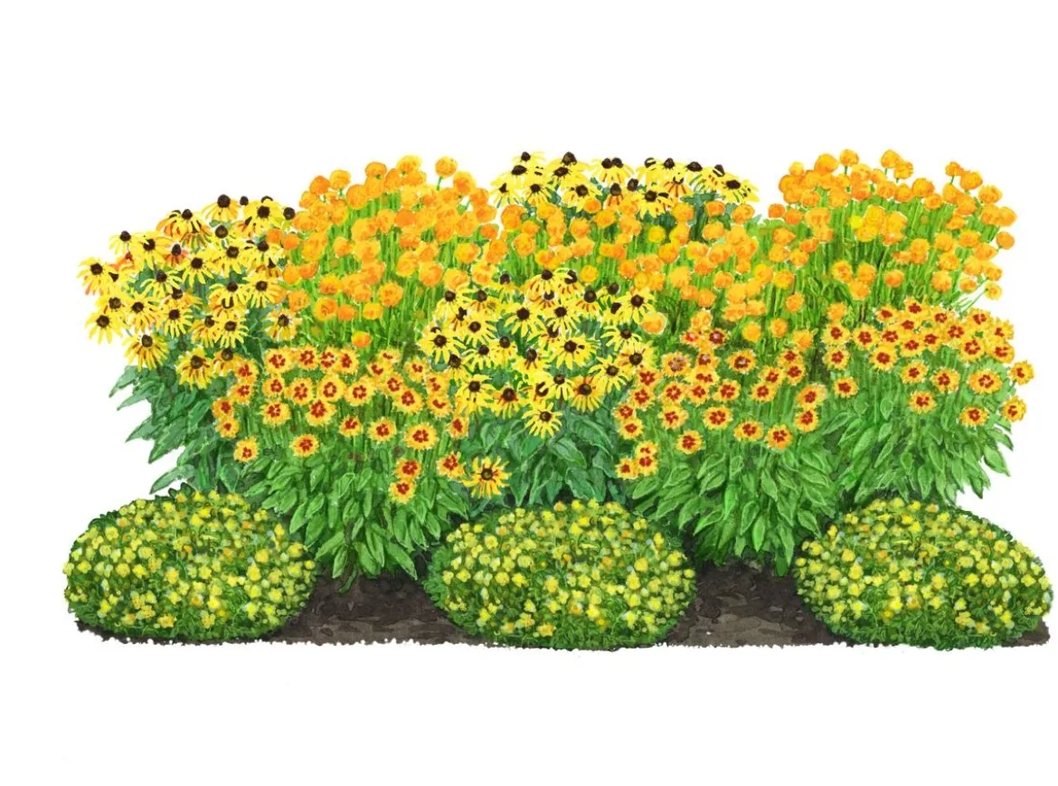 Bio Stauden-Set Sonnenanbeter, 12-teilig