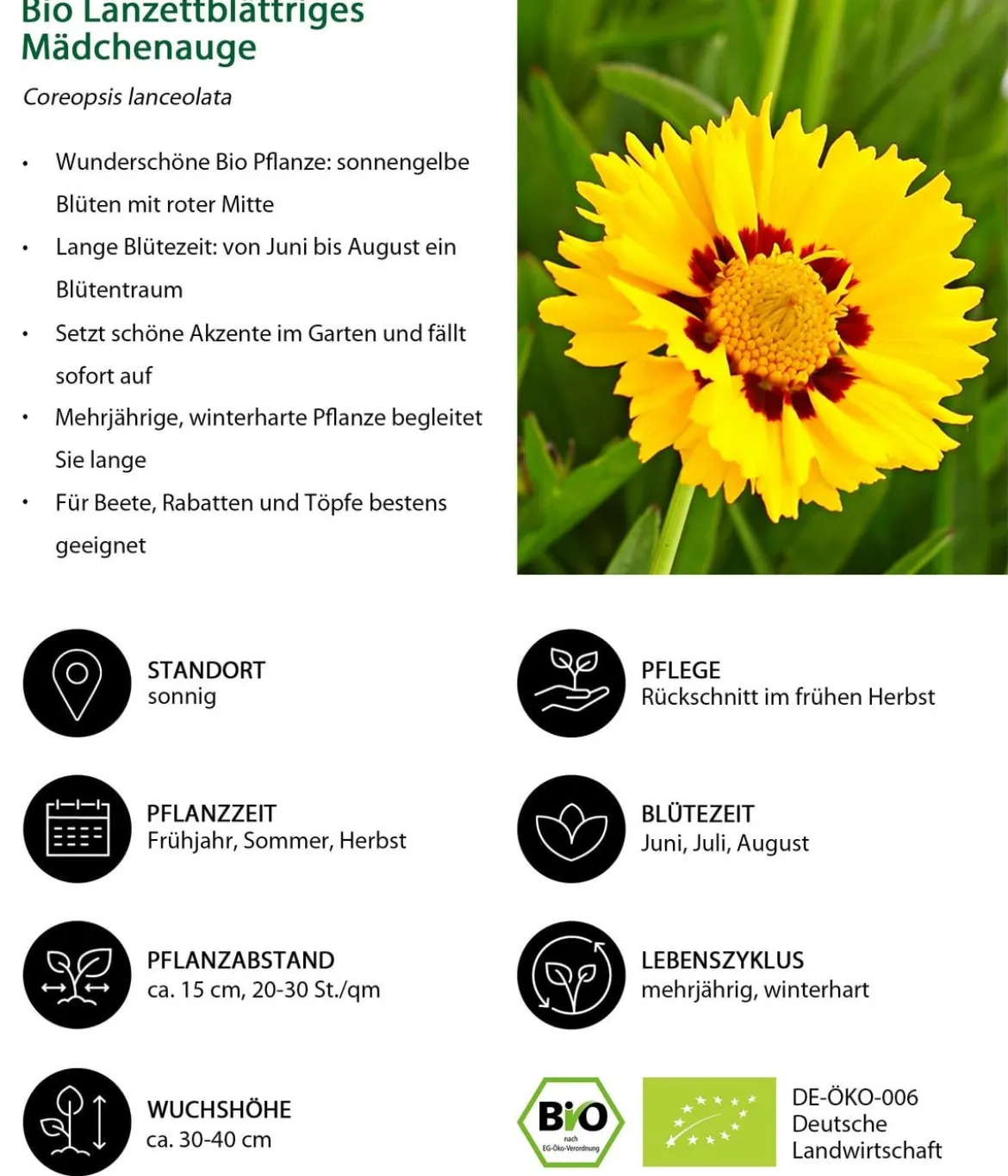 Bio Stauden-Set Sonnenanbeter, 12-teilig