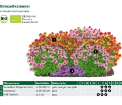 Bio Stauden-Set Sonnenhüte, 12-teilig