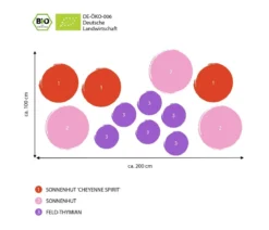 Bio Stauden-Set Sonnenhüte, 12-teilig