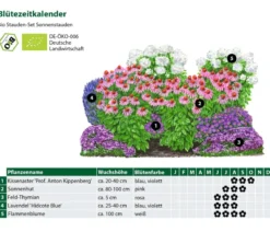 Bio Stauden-Set Sonnenstauden, 12-teilig