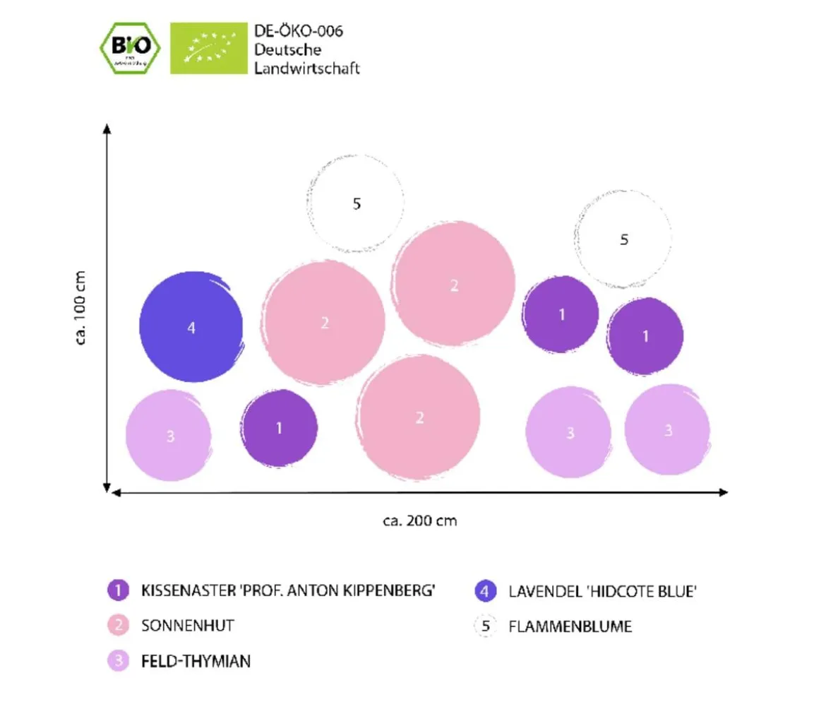 Bio Stauden-Set Sonnenstauden, 12-teilig