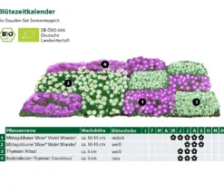Bio Stauden-Set Sonnenteppich, 12-teilig