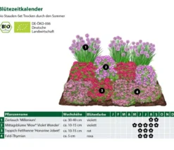 Bio Stauden-Set Trocken durch den Sommer, 12-teilig
