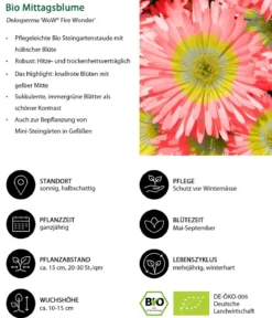 Bio Stauden-Set Trocken durch den Sommer, 24-teilig