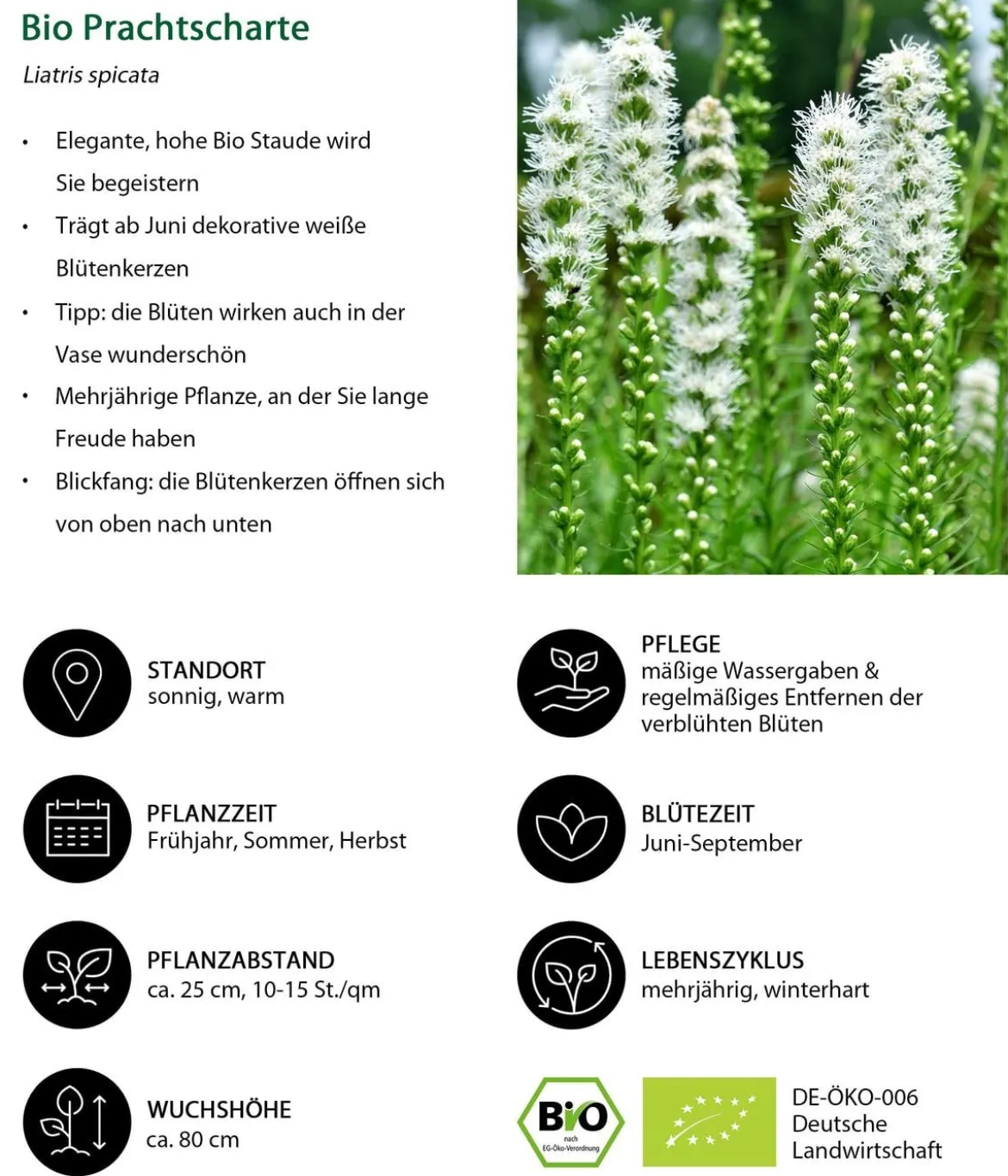 Bio Stauden-Set Weiß-blaues Gartenparadies, 24-teilig
