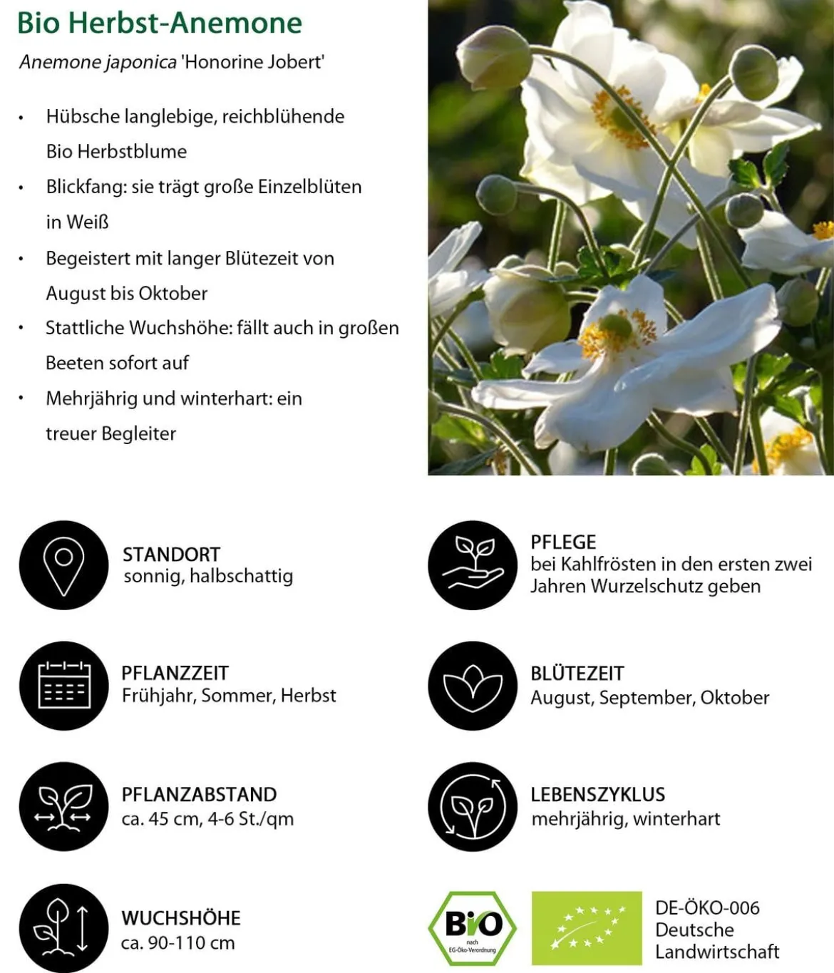 Bio Stauden-Set Weiß-blaues Gartenparadies, 24-teilig