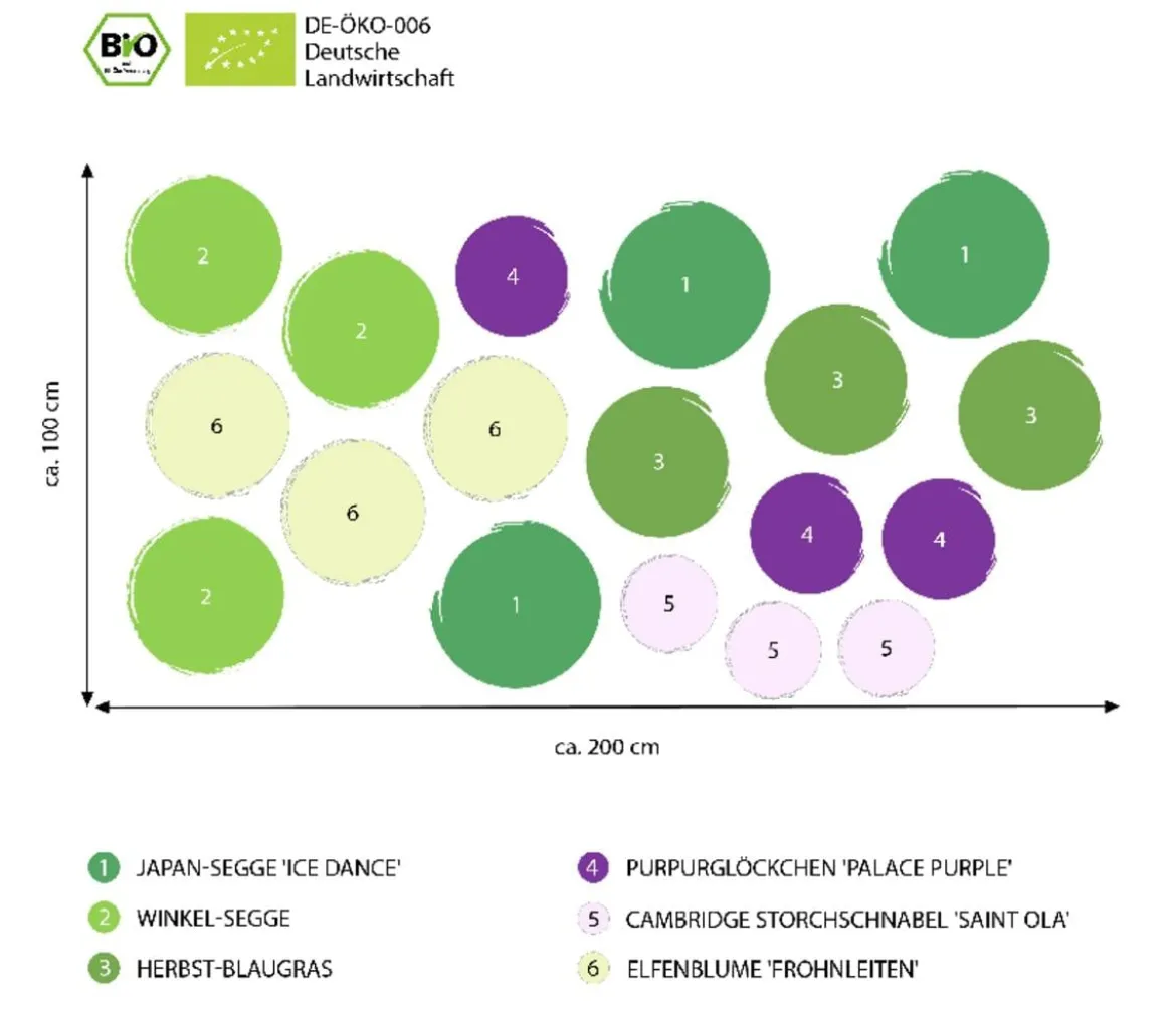 Bio Stauden-Set Wintergrün, 18-teilig