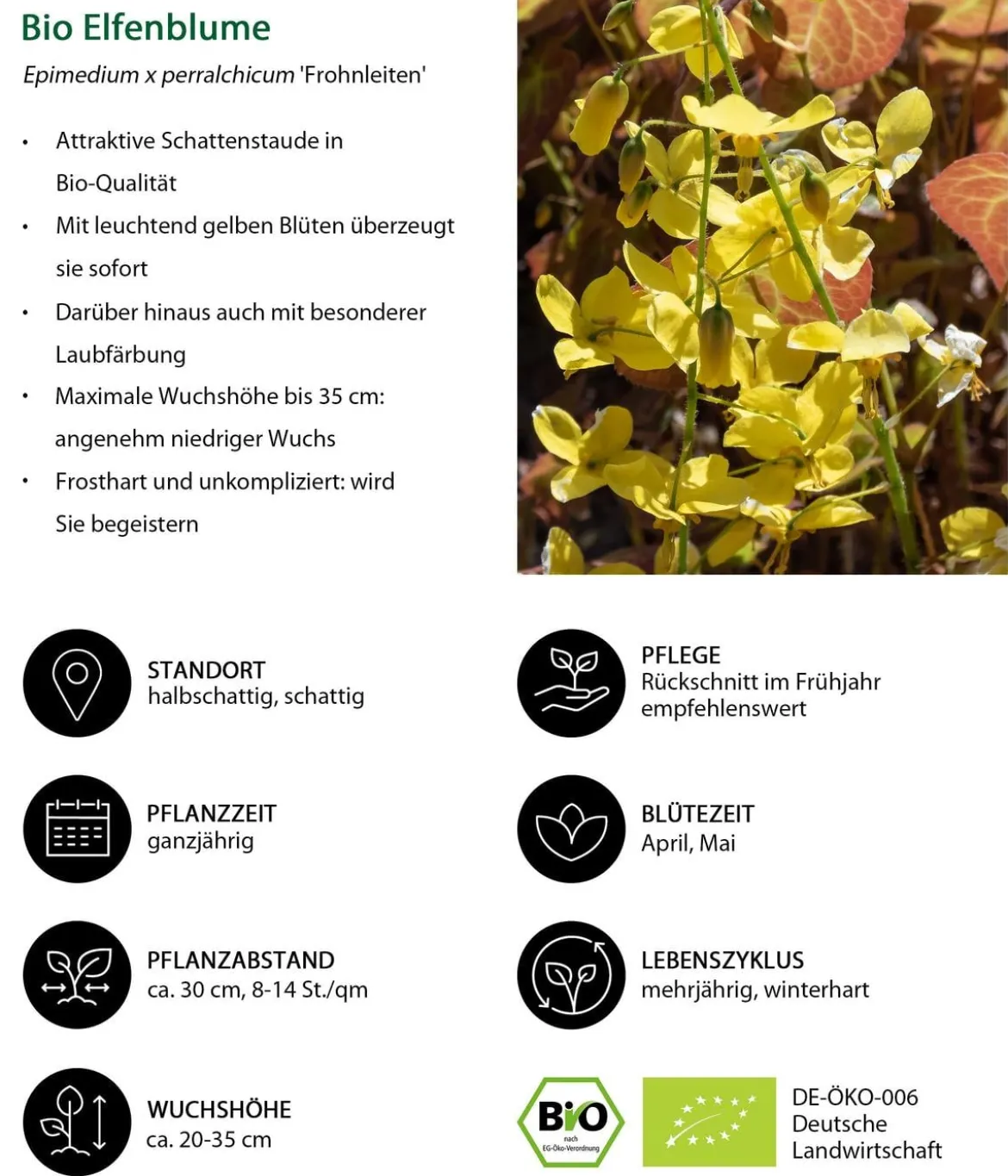 Bio Stauden-Set Wintergrün, 18-teilig