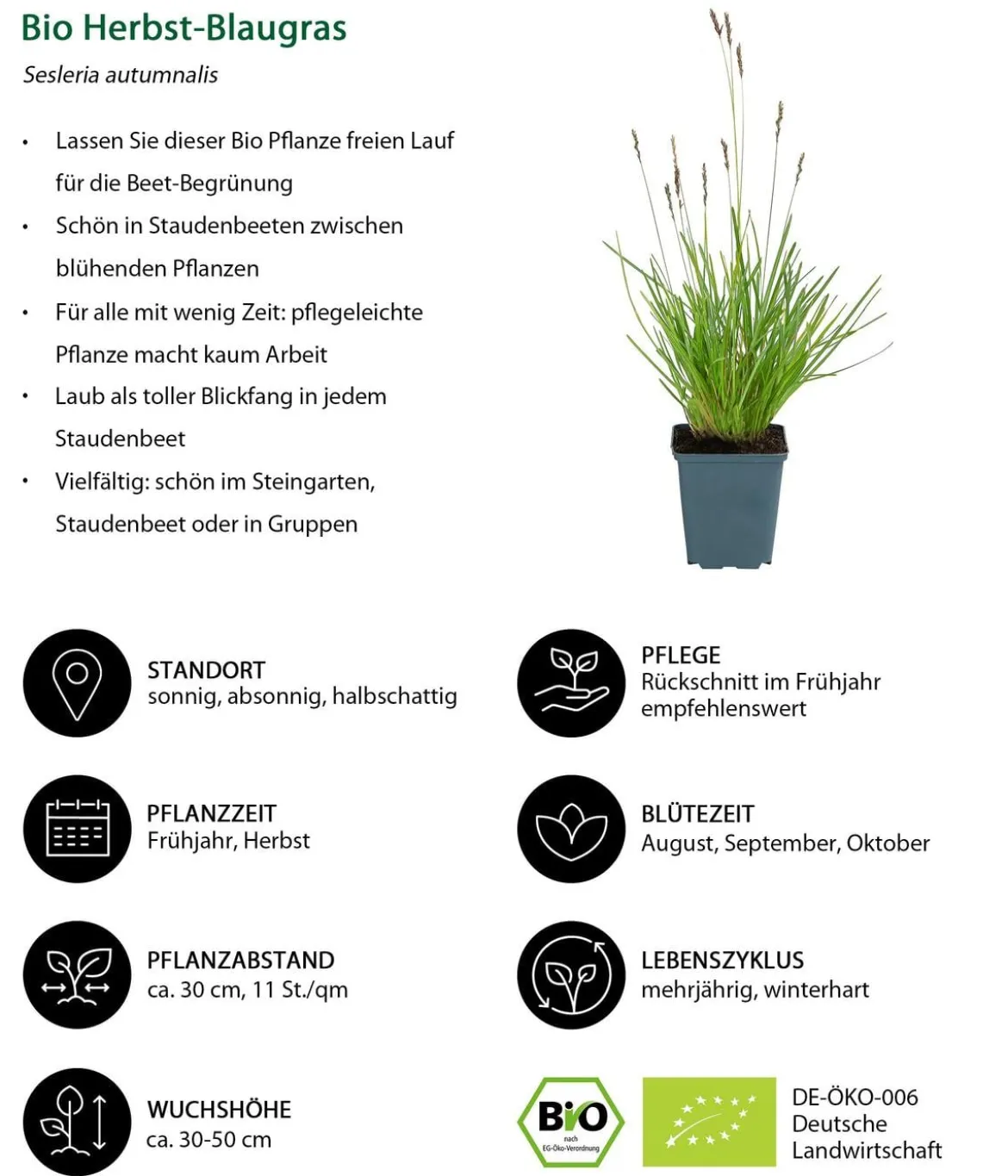Bio Stauden-Set Wintergrün, 18-teilig