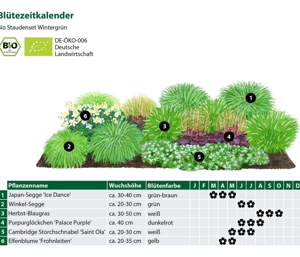 Bio Stauden-Set Wintergrün, 18-teilig