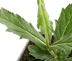Bio Steifes Eisenkraut 'Venosa'