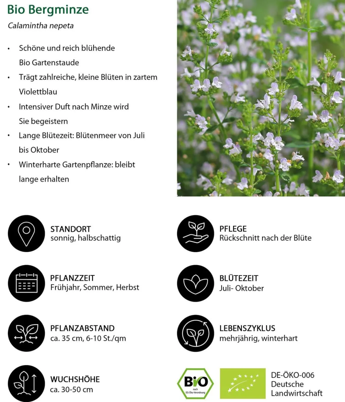 Bio Steinquendel