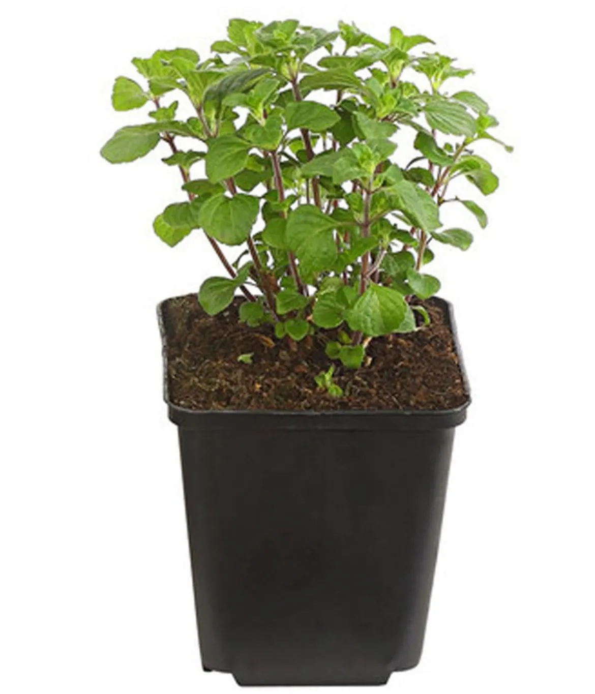 Bio Steinquendel