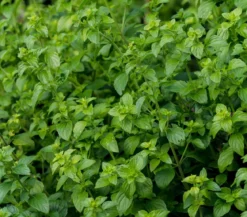 Bio Steinquendel