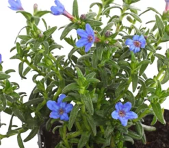 Bio Steinsame 'Heavenly Blue'