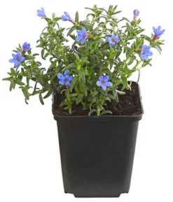 Bio Steinsame 'Heavenly Blue'