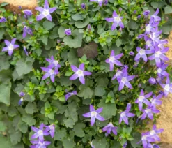 Bio Sternpolster-Glockenblume