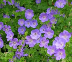 Bio Storchschnabel 'Rozanne®'