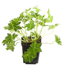 Bio Storchschnabel 'Rozanne®'