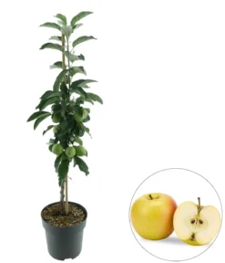 Bio Säulenapfel 'Goldcats' ®, Landlust Kollektion