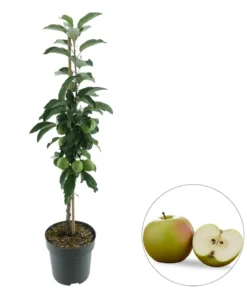Bio Säulenapfel 'Greencats' ®, Landlust Kollektion
