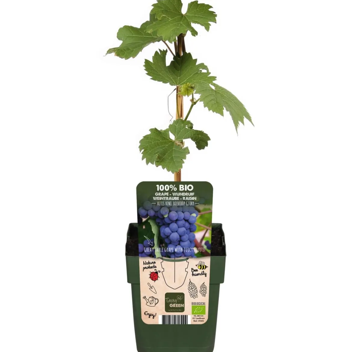 Bio Tafeltraube 'Boskoop Glory'