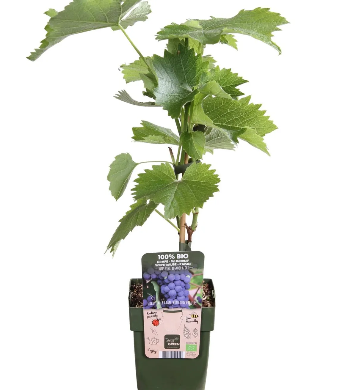 Bio Tafeltraube 'Boskoop Glory'