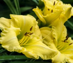 Bio Taglilie 'Stella d'Oro'