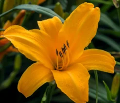 Bio Taglilie 'Stella d'Oro'