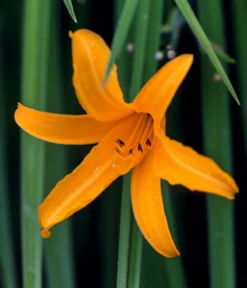 Bio Taglilie 'Stella d'Oro'