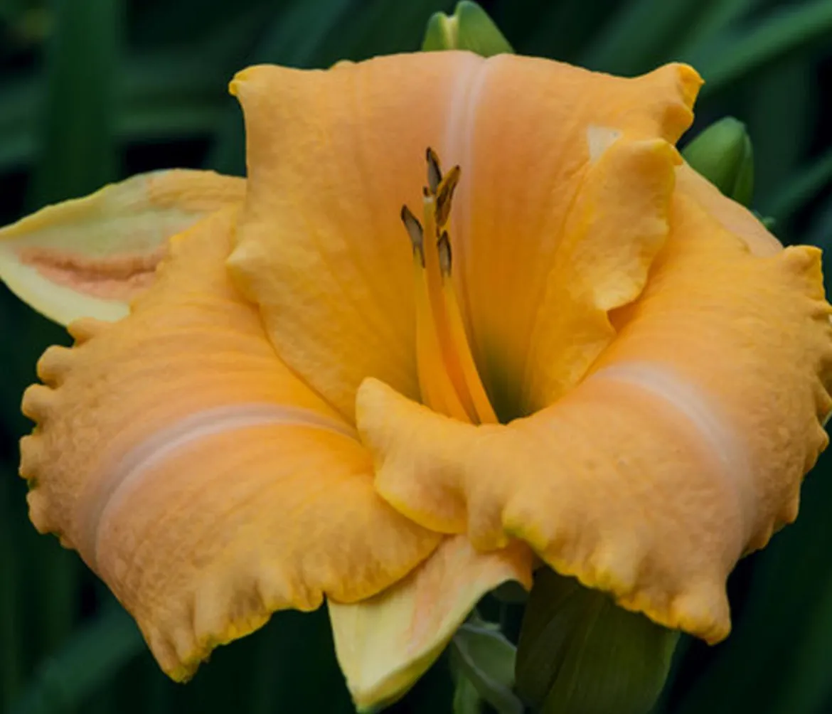 Bio Taglilie 'Stella d'Oro'