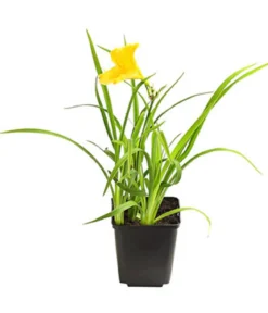 Bio Taglilie 'Stella d'Oro'